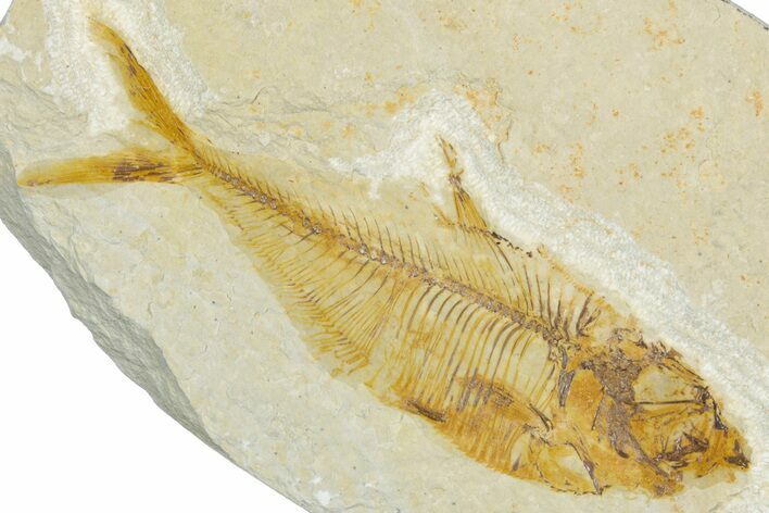 Bargain, Fossil Fish (Diplomystus) - Wyoming #345466